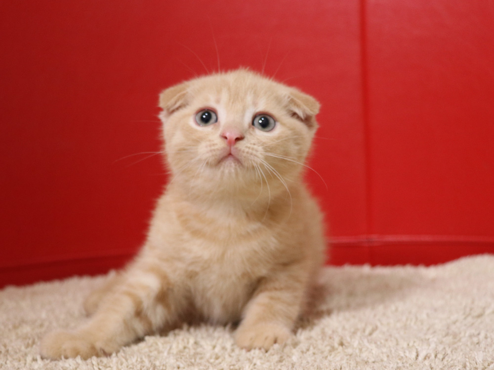 スコティッシュフォールドの子猫画像