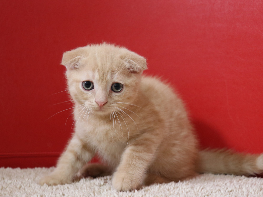 スコティッシュフォールドの子猫画像