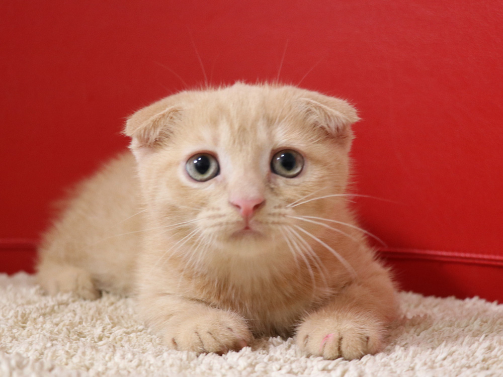 スコティッシュフォールドの子猫画像
