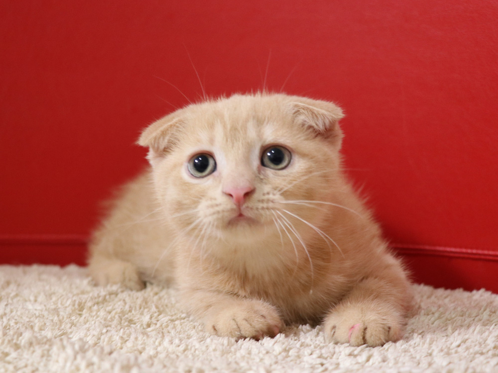 スコティッシュフォールドの子猫画像