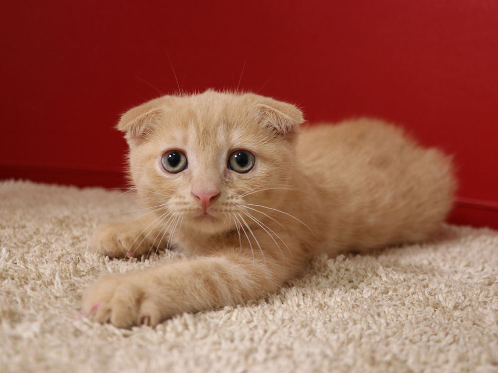スコティッシュフォールドの子猫画像