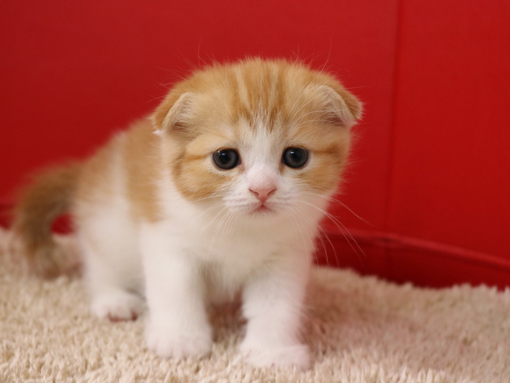 スコティッシュフォールドの子猫画像