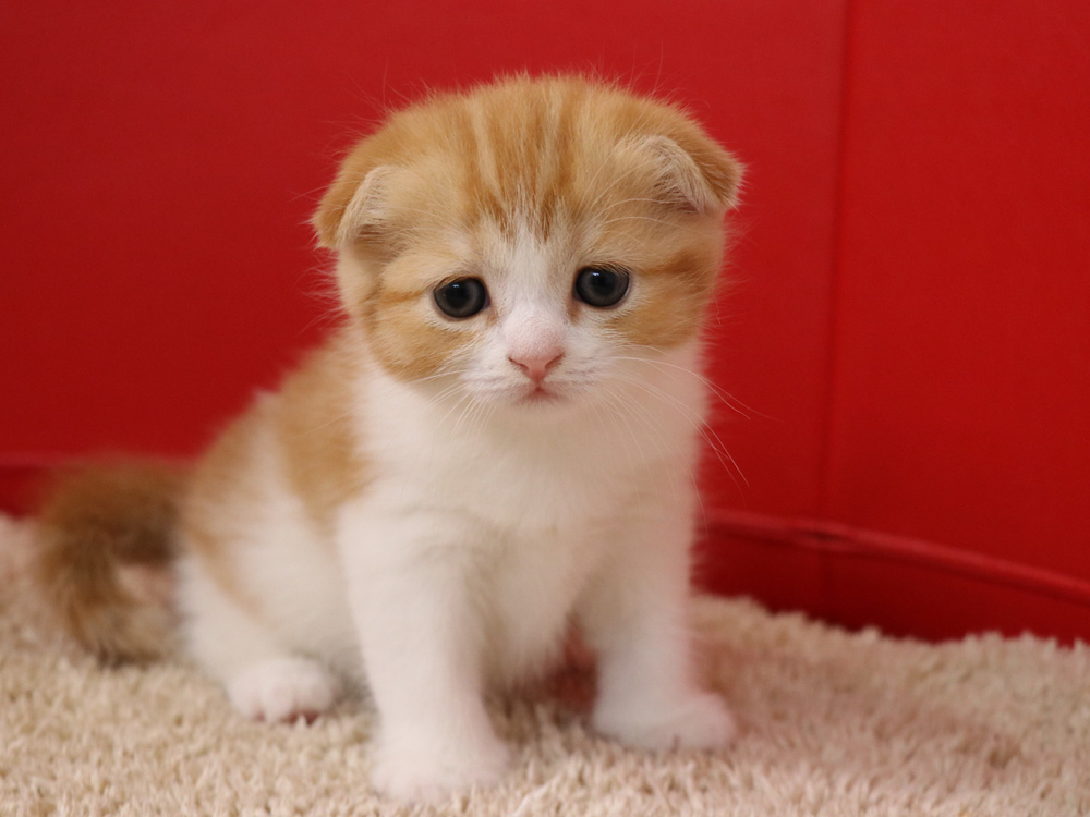 スコティッシュフォールドの子猫画像