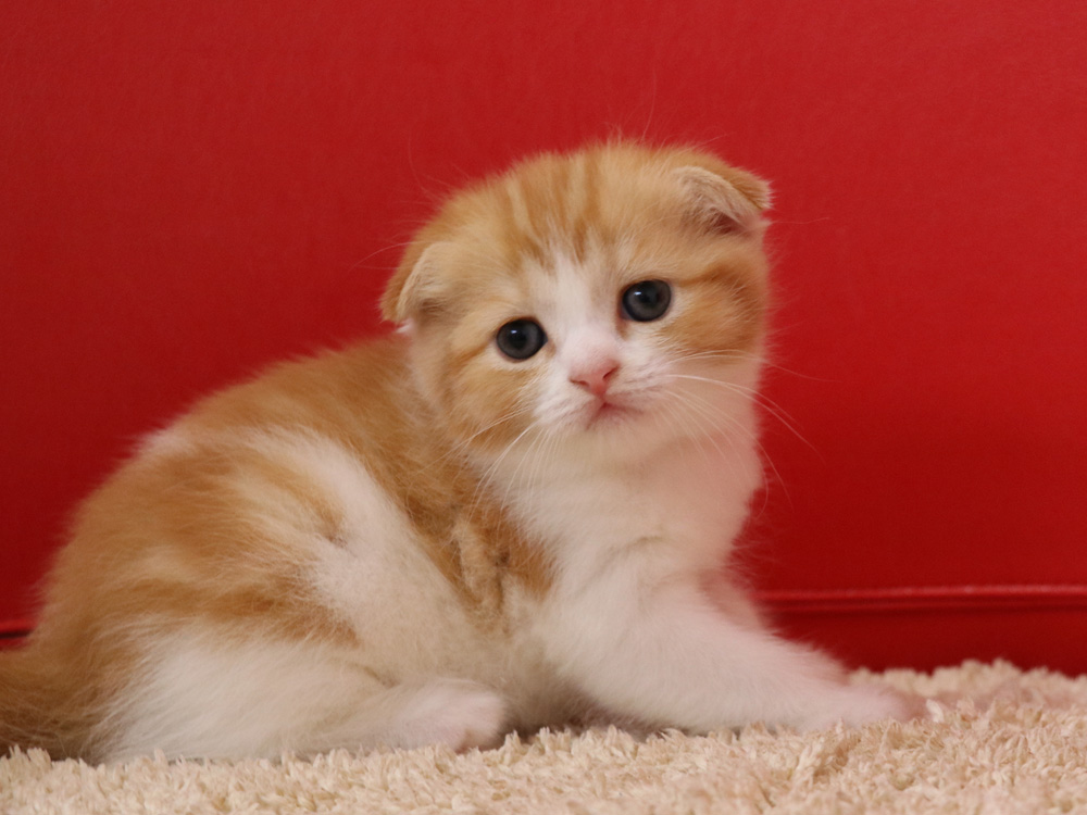 スコティッシュフォールドの子猫画像