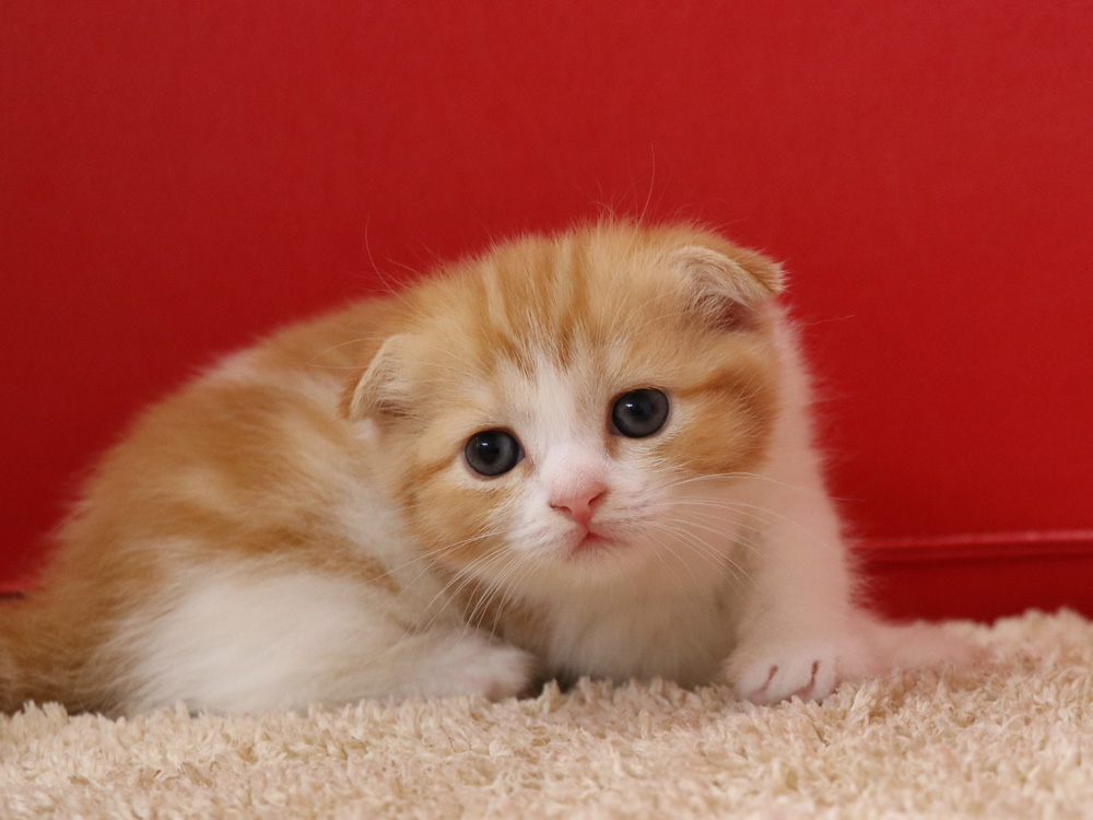 スコティッシュフォールドの子猫画像