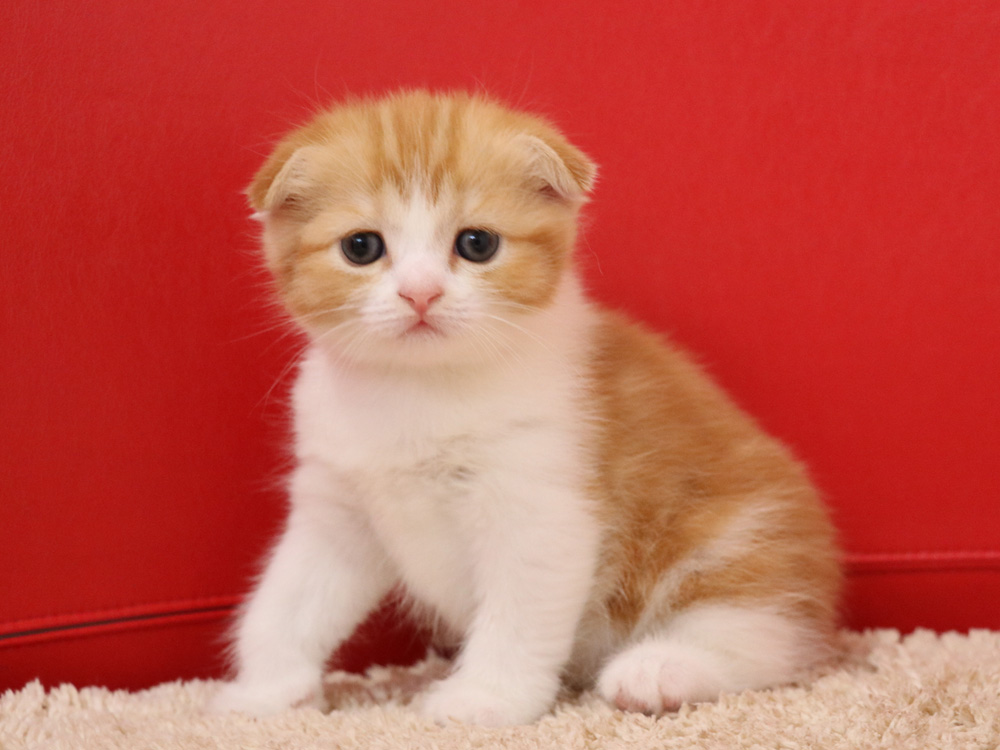 スコティッシュフォールドの子猫画像