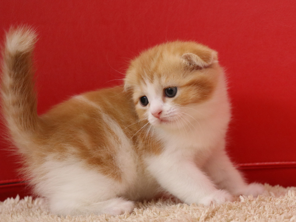 スコティッシュフォールドの子猫画像