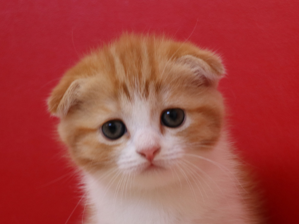 スコティッシュフォールドの子猫画像