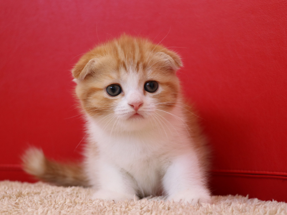 スコティッシュフォールドの子猫画像
