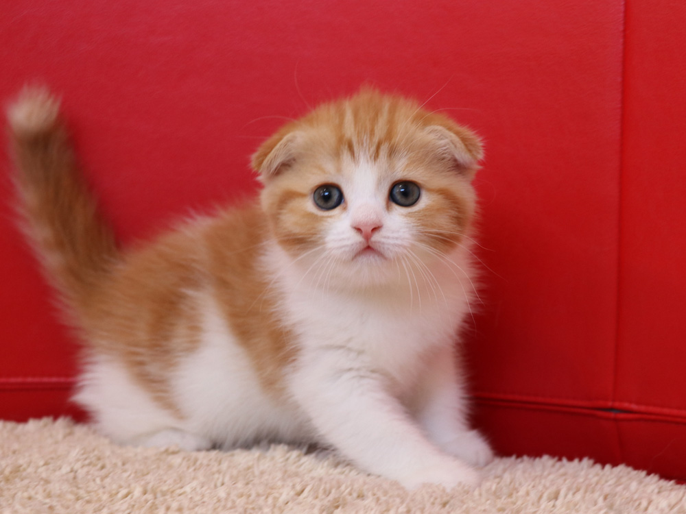 スコティッシュフォールドの子猫画像
