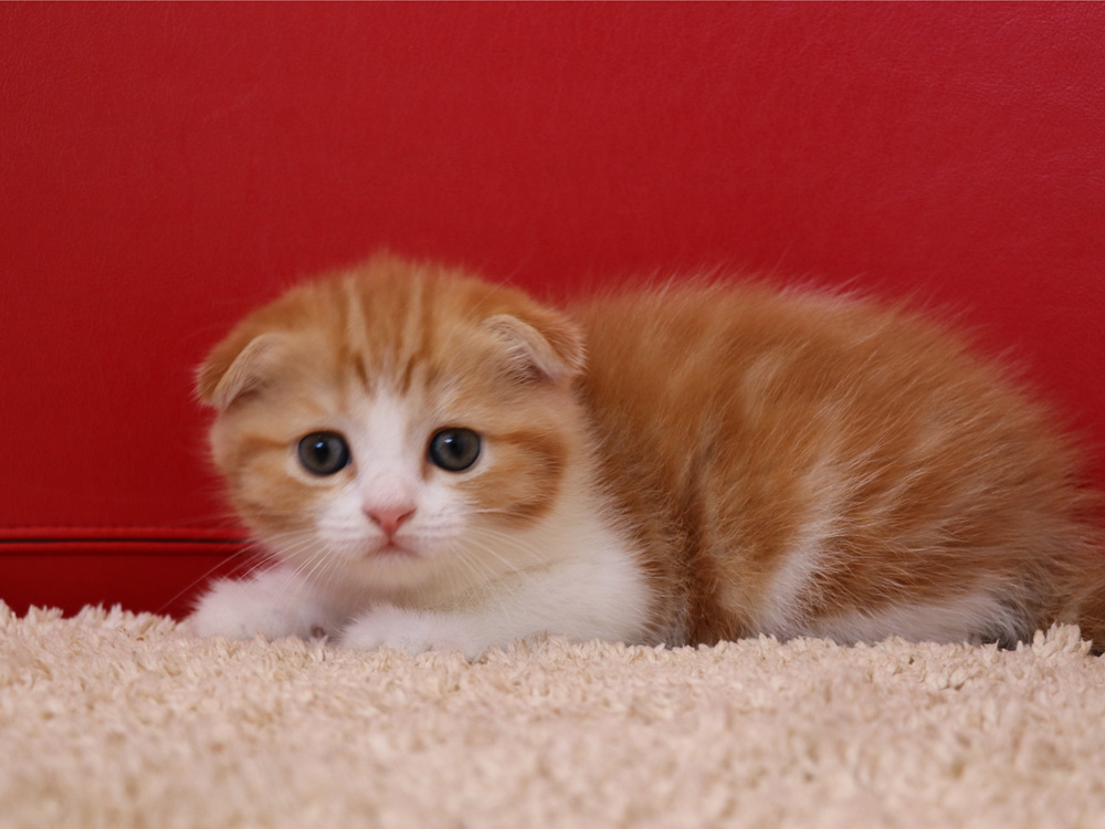 スコティッシュフォールドの子猫画像