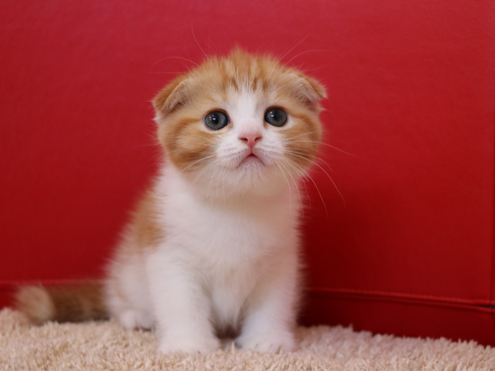 スコティッシュフォールドの子猫画像