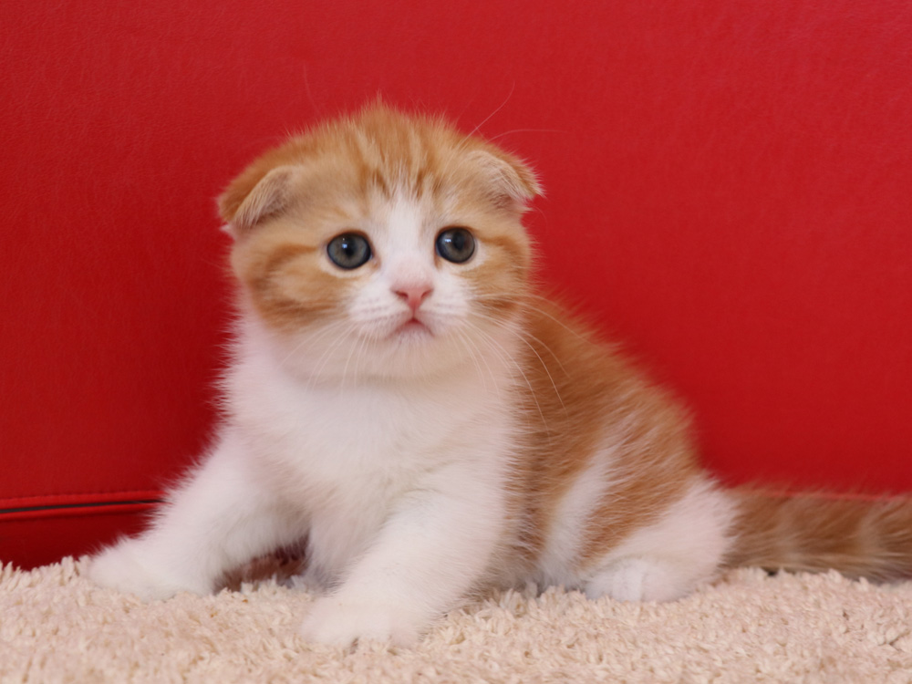 スコティッシュフォールドの子猫画像