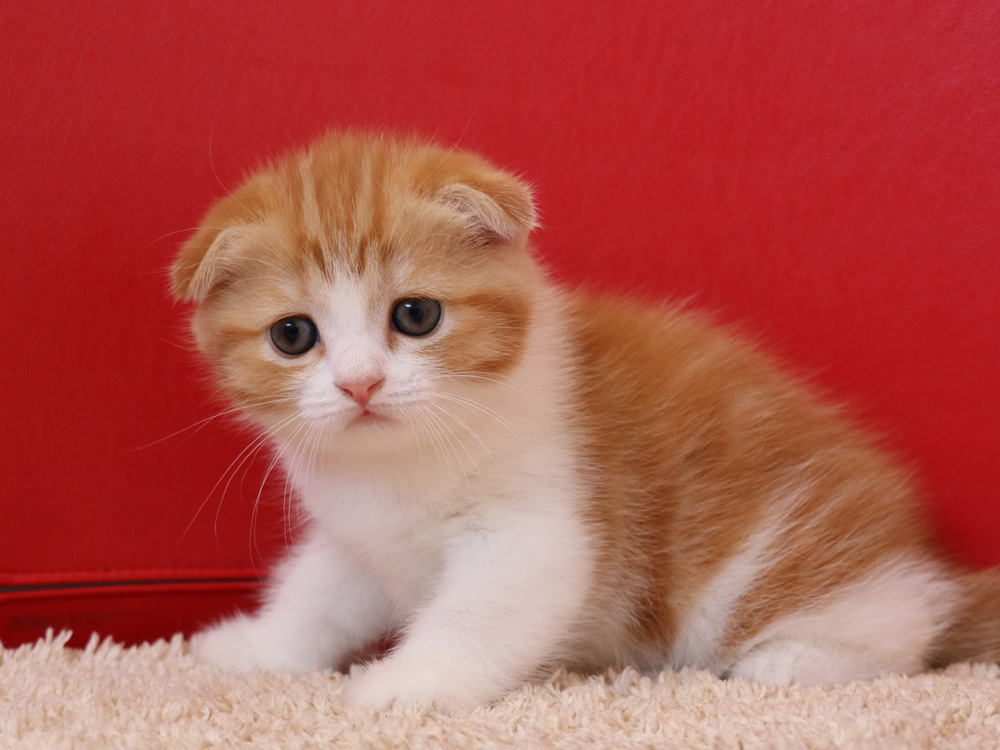 スコティッシュフォールドの子猫画像