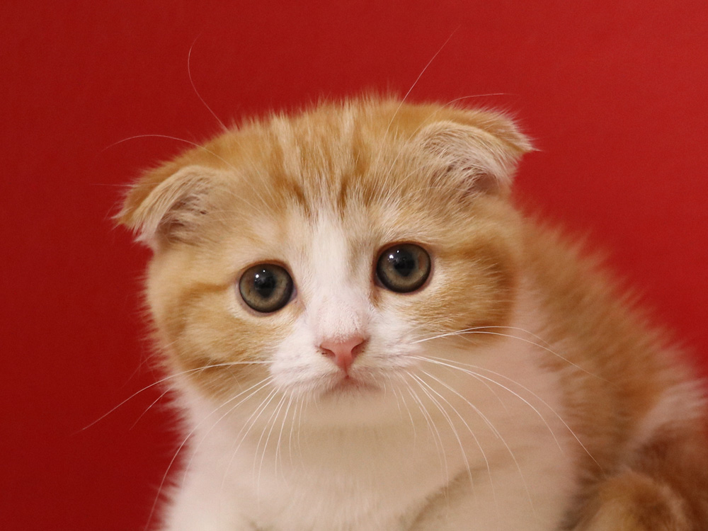 スコティッシュフォールドの子猫画像