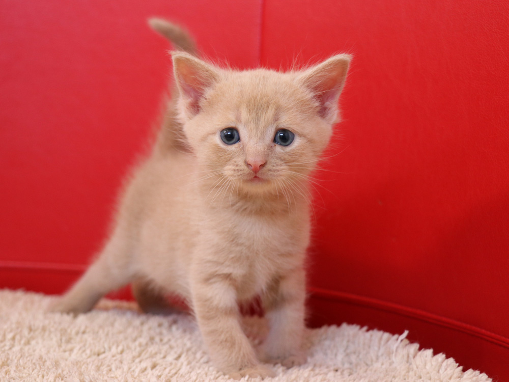 スコティッシュフォールドの子猫画像