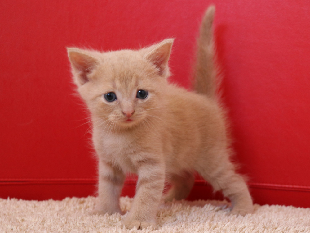 スコティッシュフォールドの子猫画像
