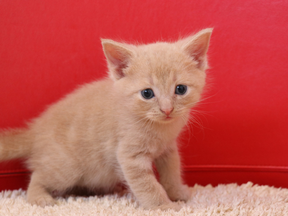 スコティッシュフォールドの子猫画像
