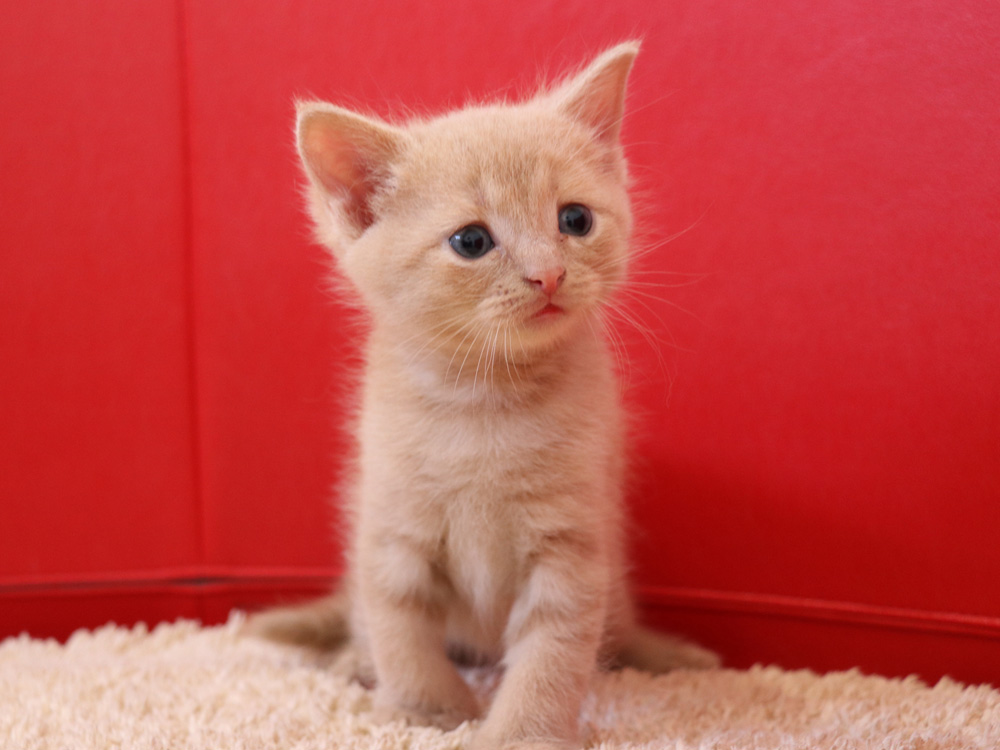 スコティッシュフォールドの子猫画像