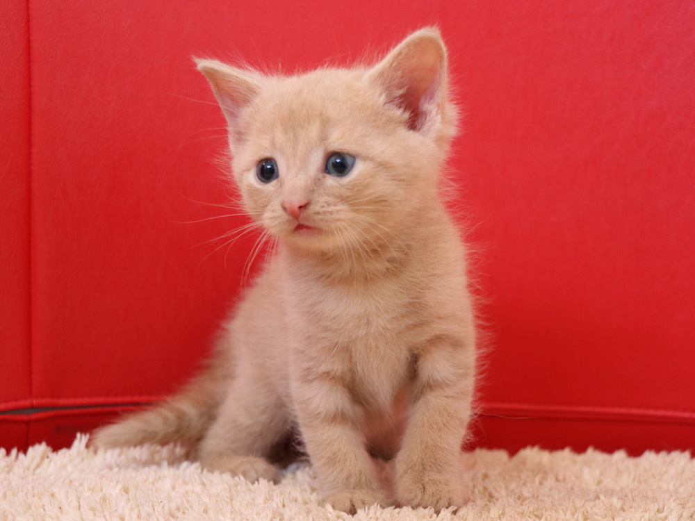 スコティッシュフォールドの子猫画像