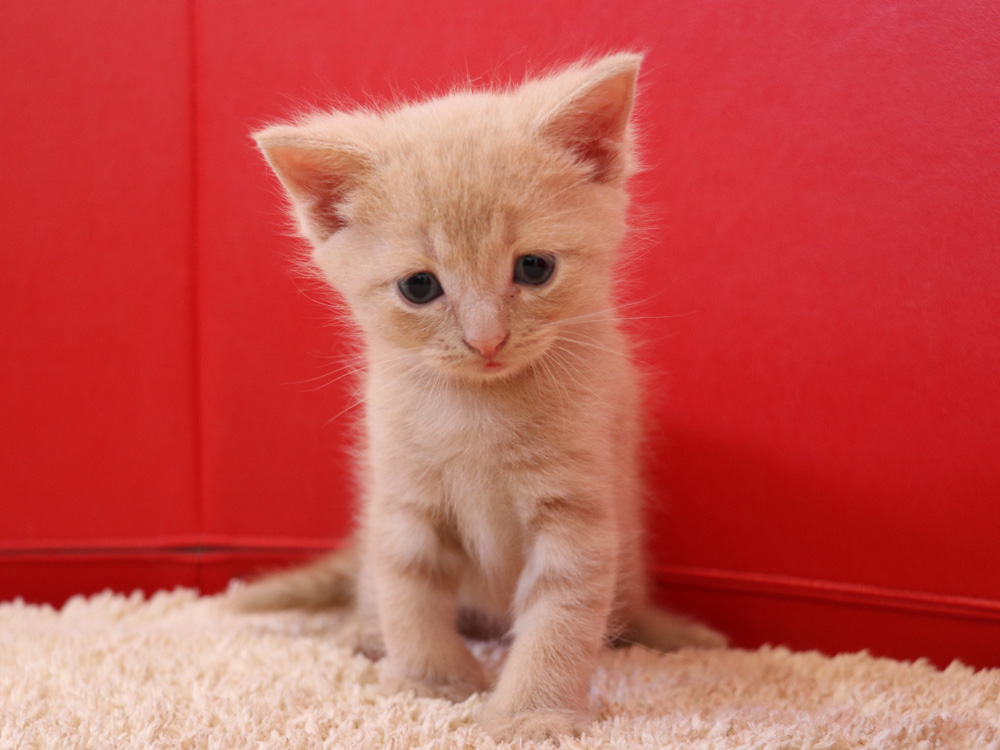 スコティッシュフォールドの子猫画像