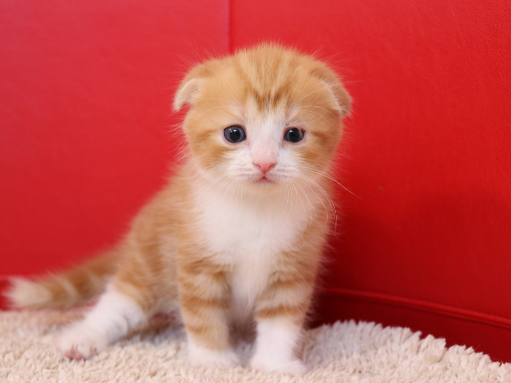 スコティッシュフォールドの子猫画像