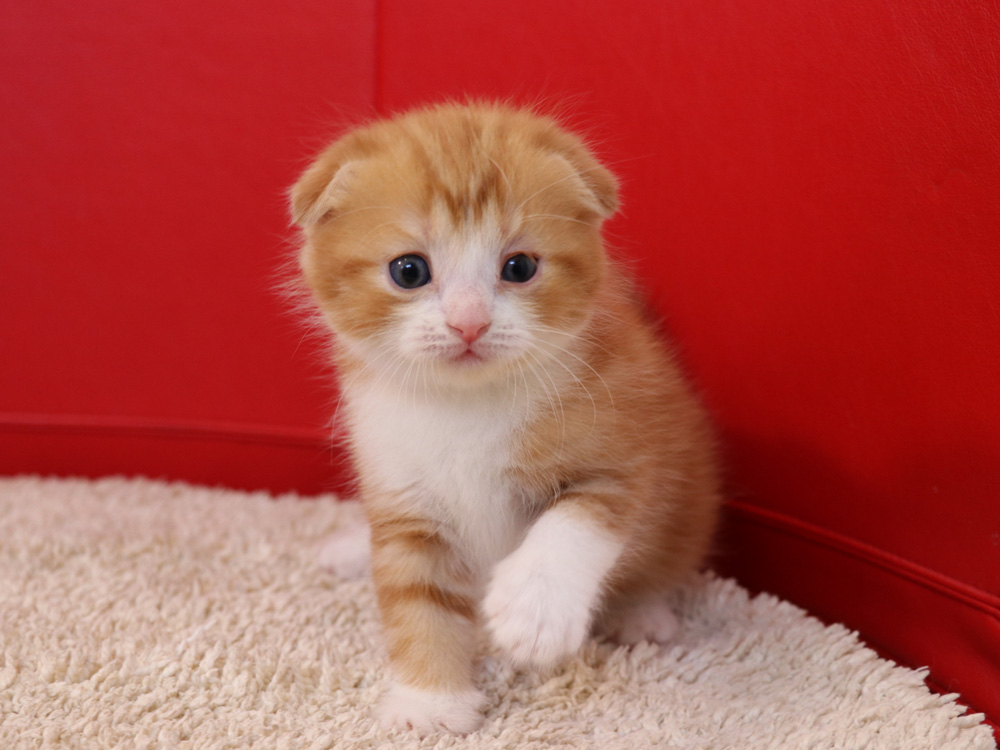 スコティッシュフォールドの子猫画像