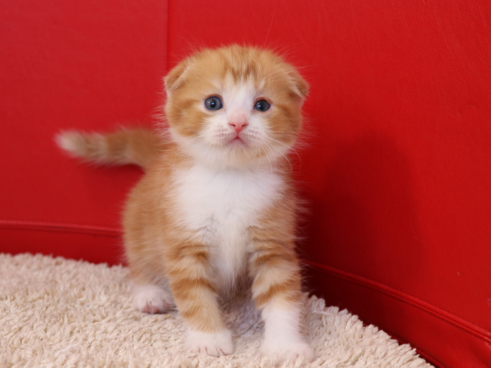 スコティッシュフォールドの子猫画像