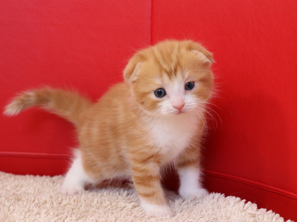 スコティッシュフォールドの子猫画像