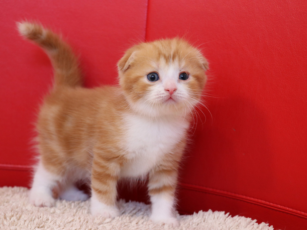 スコティッシュフォールドの子猫画像