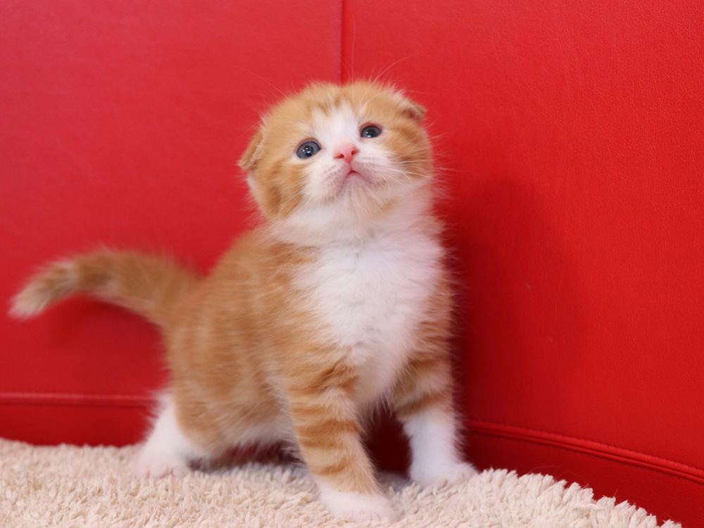スコティッシュフォールドの子猫画像
