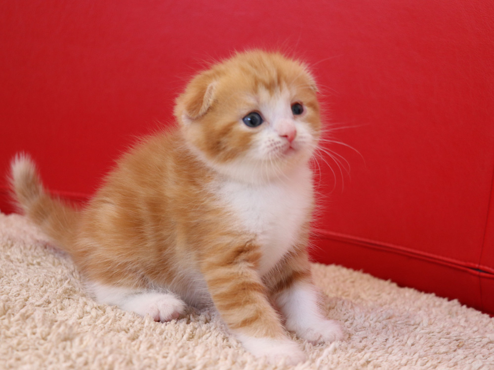 スコティッシュフォールドの子猫画像