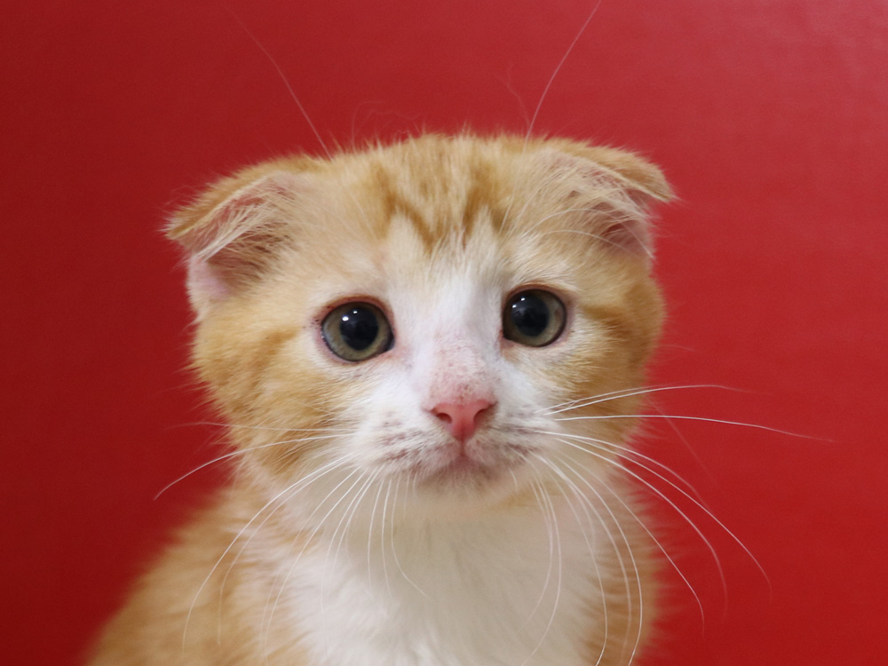 スコティッシュフォールドの子猫画像