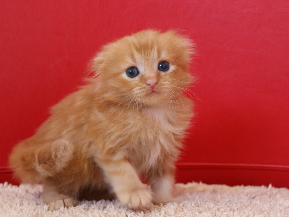 スコティッシュフォールドの子猫画像