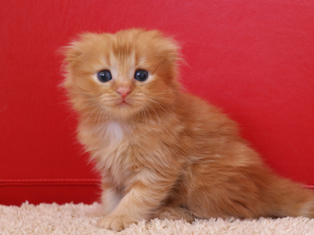スコティッシュフォールドの子猫画像