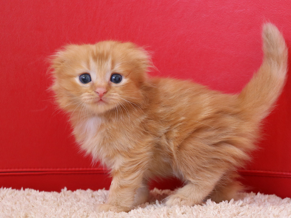 スコティッシュフォールドの子猫画像
