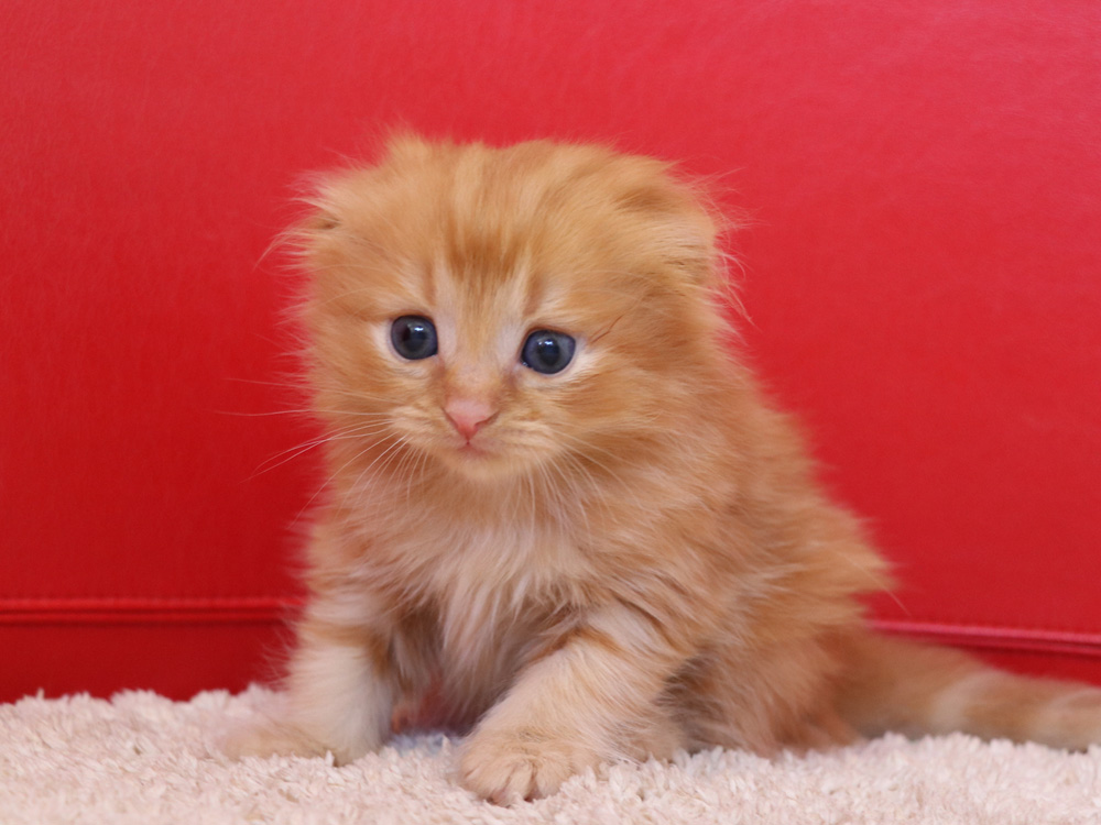 スコティッシュフォールドの子猫画像