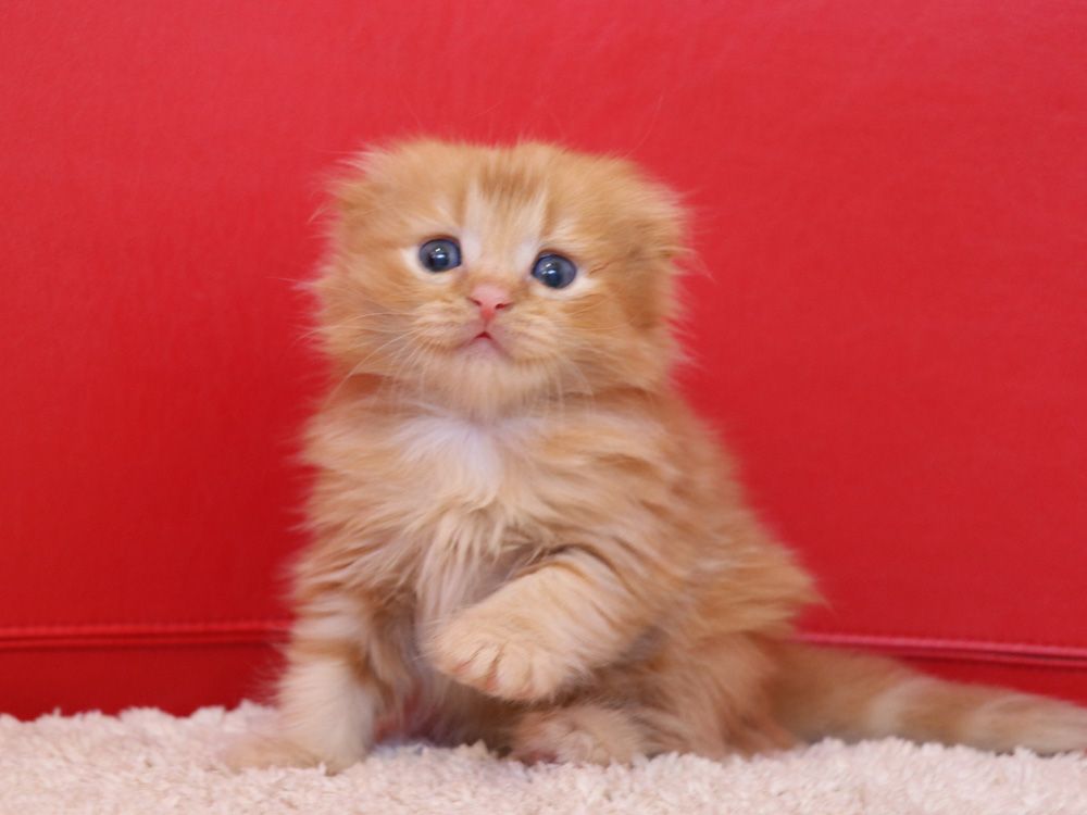 スコティッシュフォールドの子猫画像