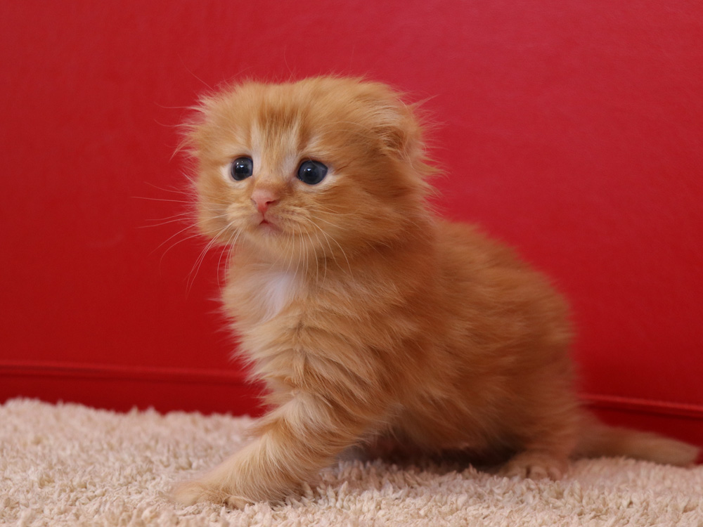 スコティッシュフォールドの子猫画像
