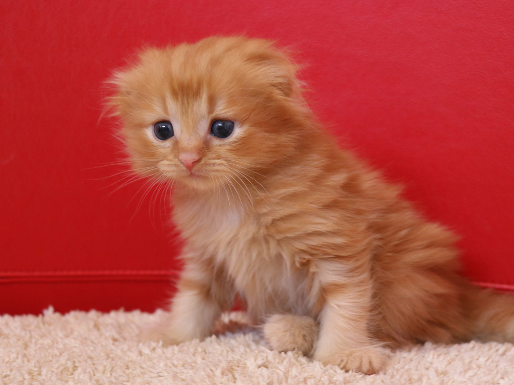 スコティッシュフォールドの子猫画像