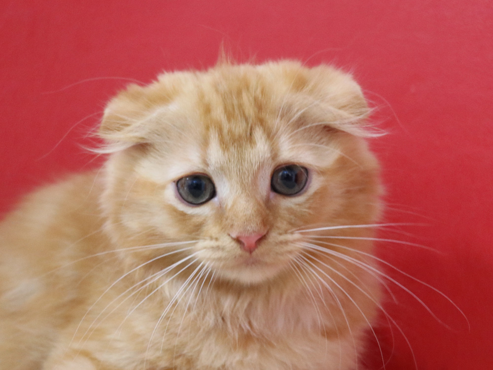 スコティッシュフォールドの子猫画像