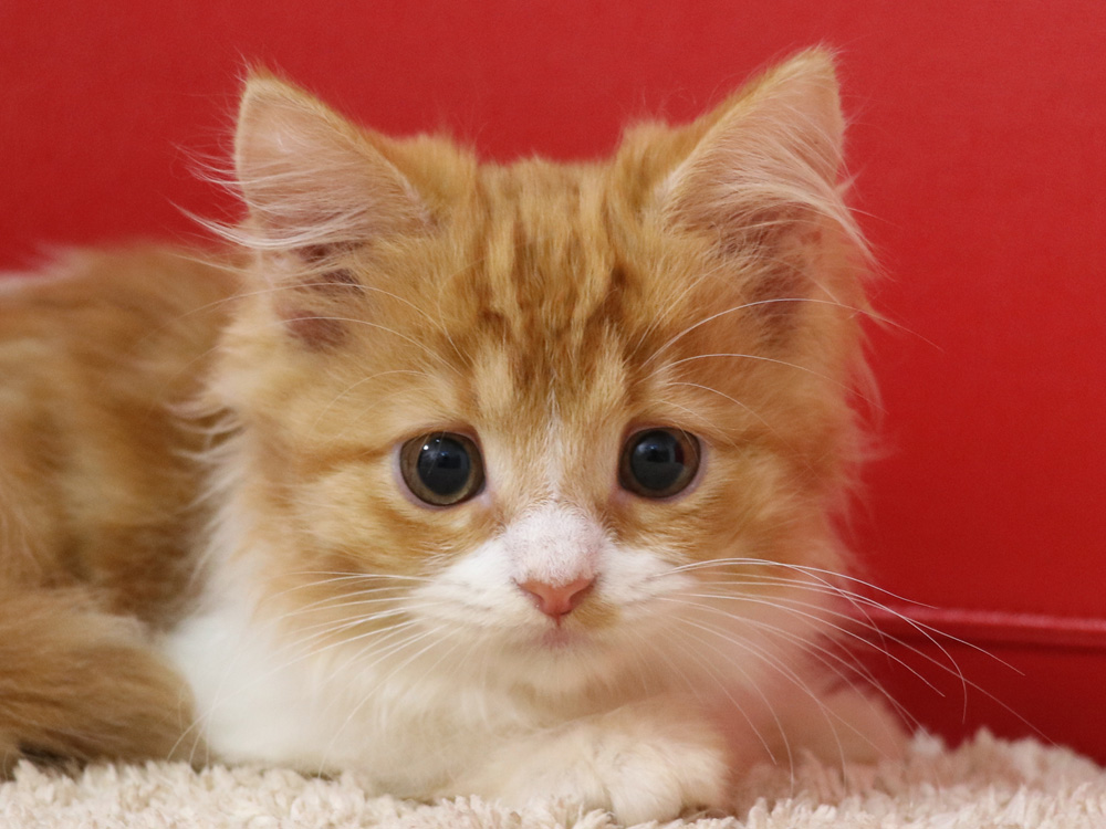 スコティッシュフォールドの子猫画像