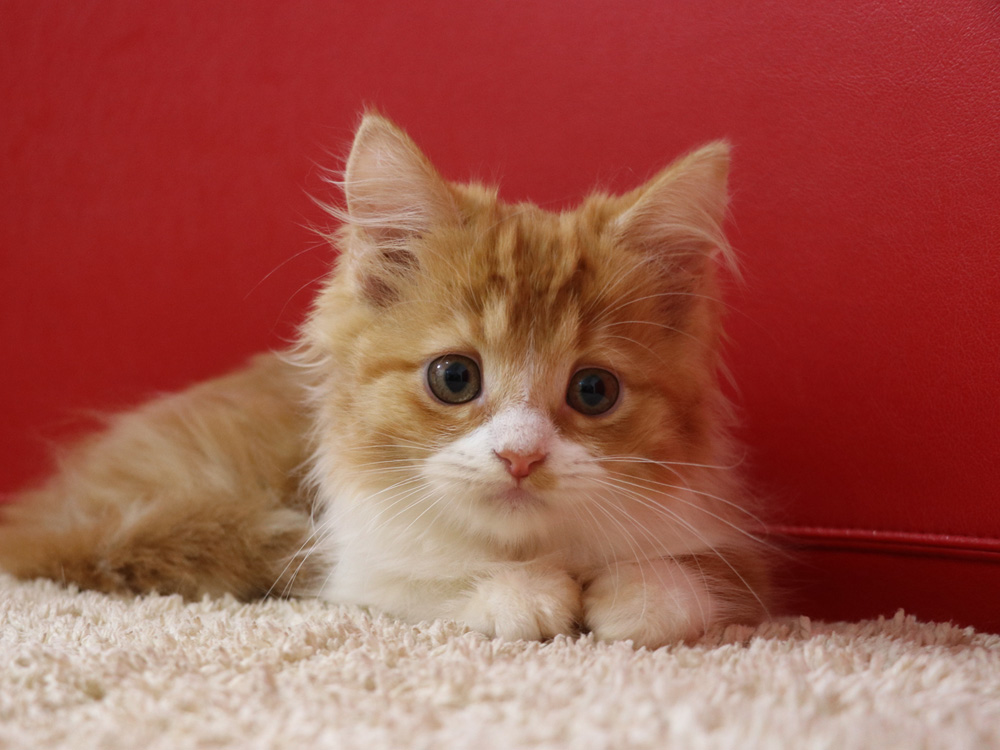 スコティッシュフォールドの子猫画像