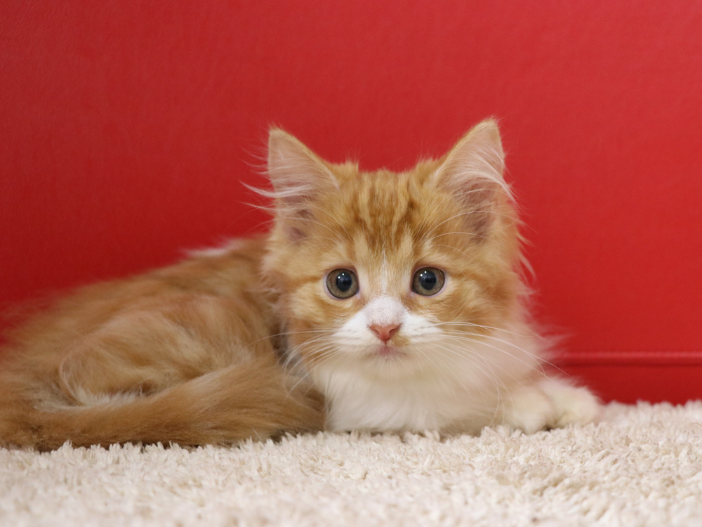 スコティッシュフォールドの子猫画像