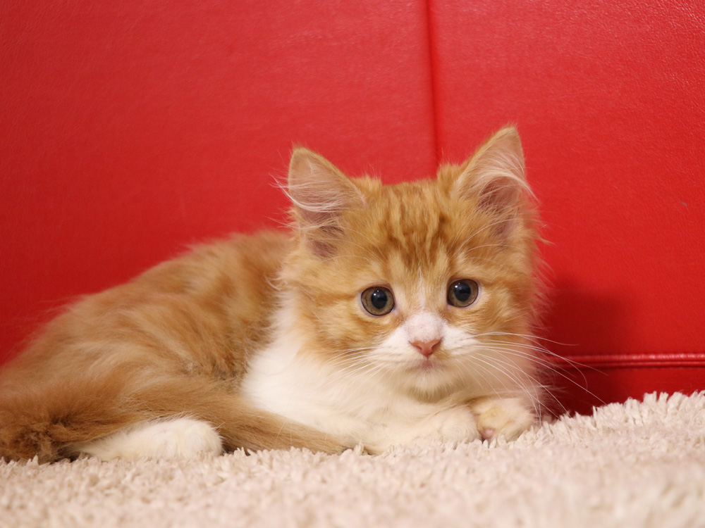 スコティッシュフォールドの子猫画像
