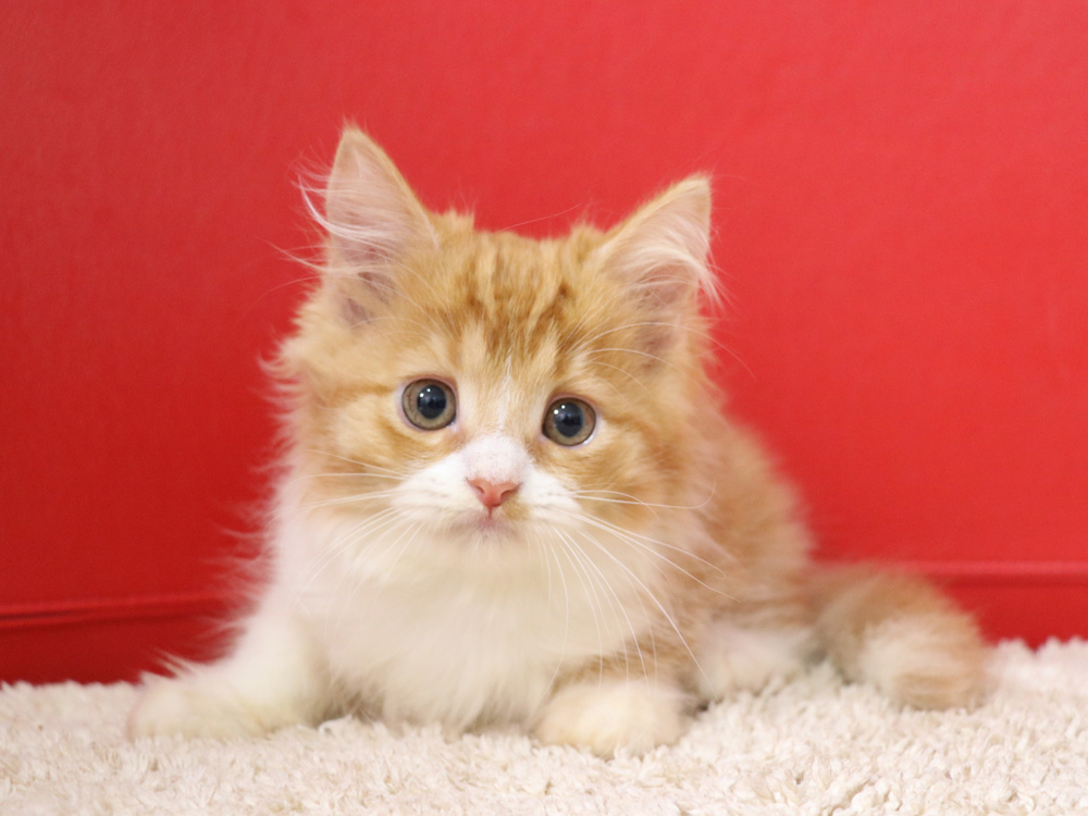 スコティッシュフォールドの子猫画像