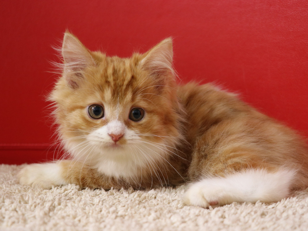 スコティッシュフォールドの子猫画像