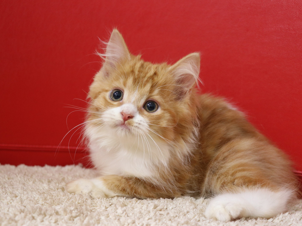 スコティッシュフォールドの子猫画像