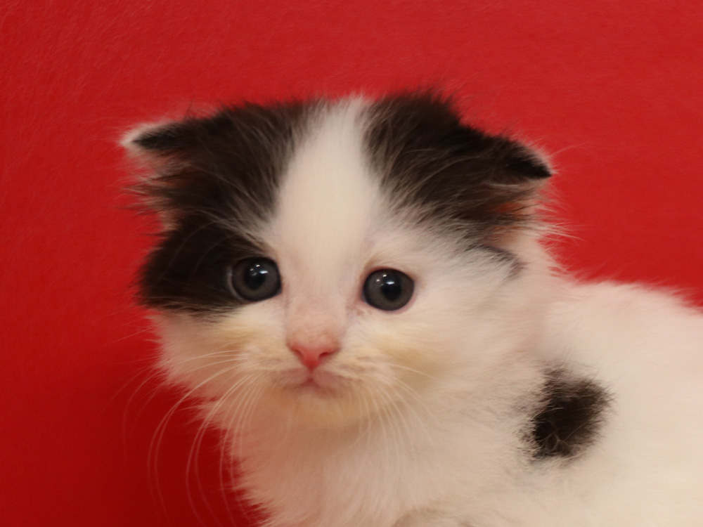 スコティッシュフォールドの子猫画像
