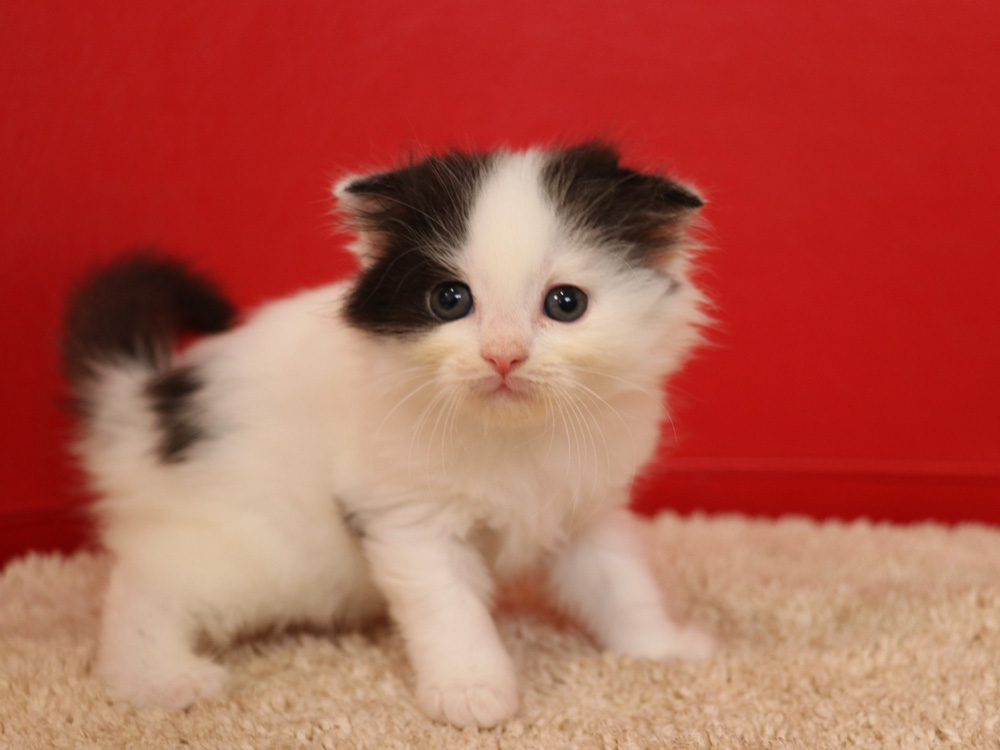 スコティッシュフォールドの子猫画像